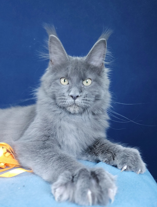 Glen¹s Akbars - Kitten maine-coon 4 months 1.5 week