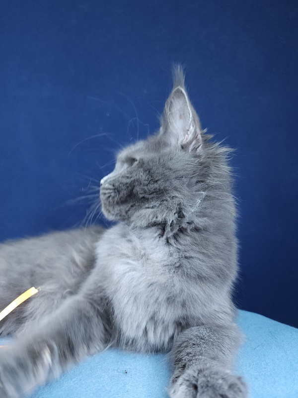 Glen¹s Akbars - Kitten maine-coon 4 months 1.5 week