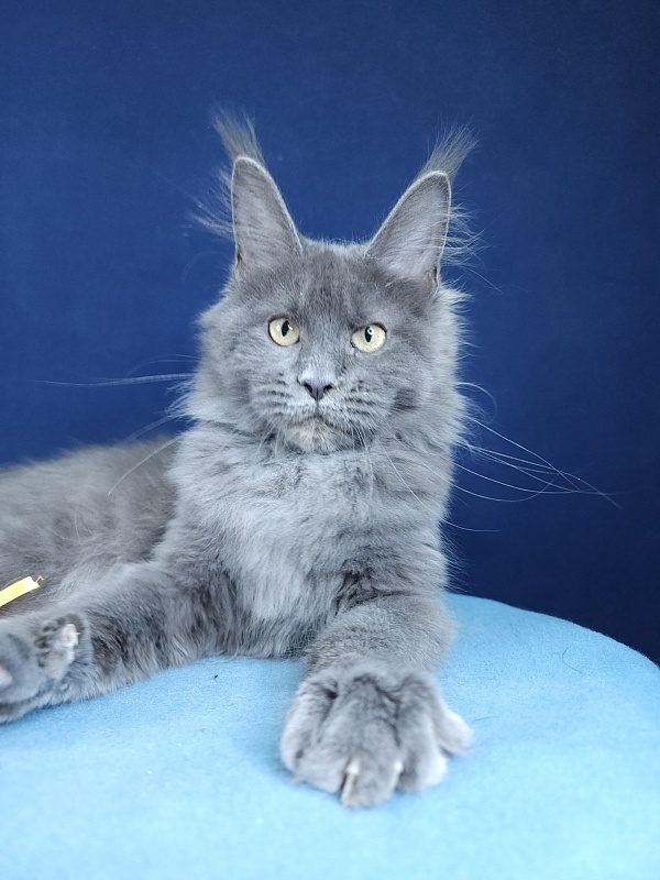 Glen¹s Akbars - Kitten maine-coon 4 months 1.5 week