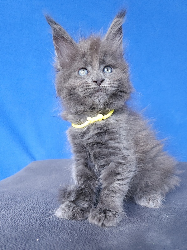 Glen¹s Akbars - Kitten maine-coon 1 month