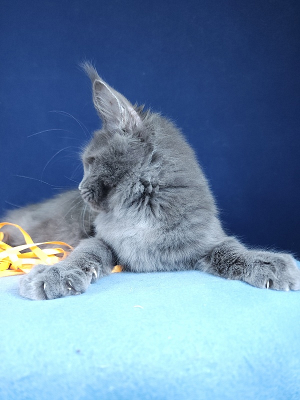 Glen¹s Akbars - Kitten maine-coon 4 months 1.5 week