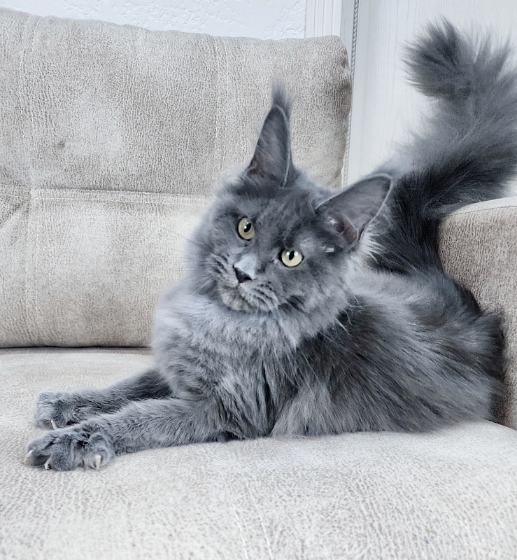 Glen¹s Akbars - Kitten maine-coon 4 months 3 weeks