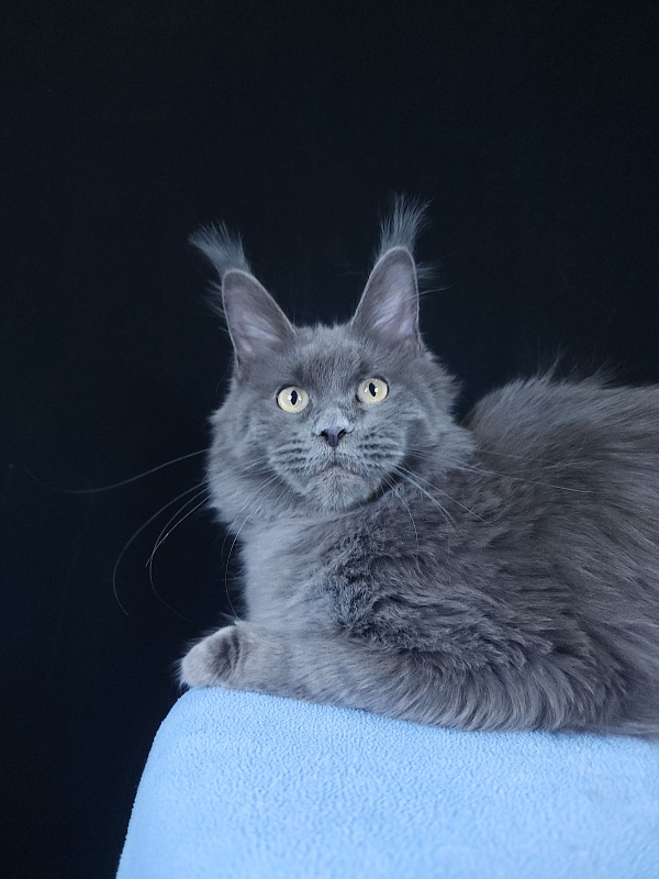 Glen¹s Akbars - Kitten maine-coon 6 months 3.5 weeks