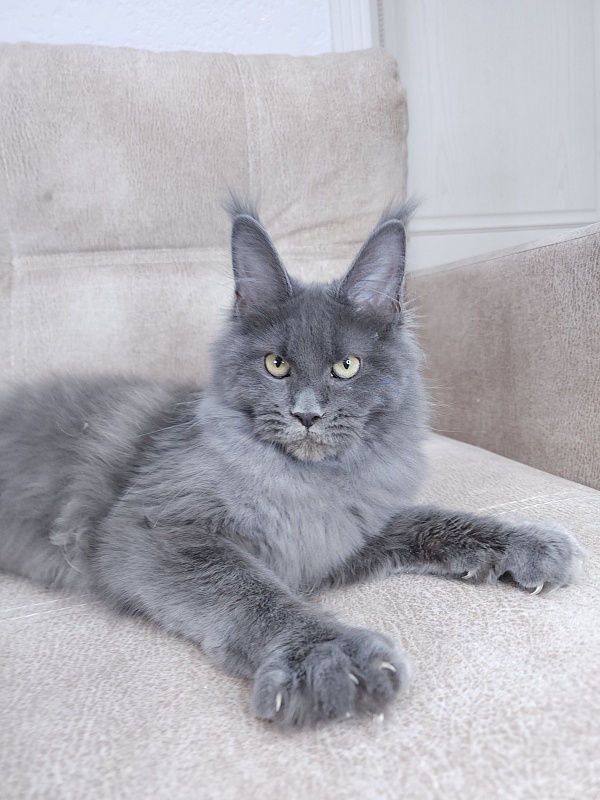Glen¹s Akbars - Kitten maine-coon 4 months 3 weeks