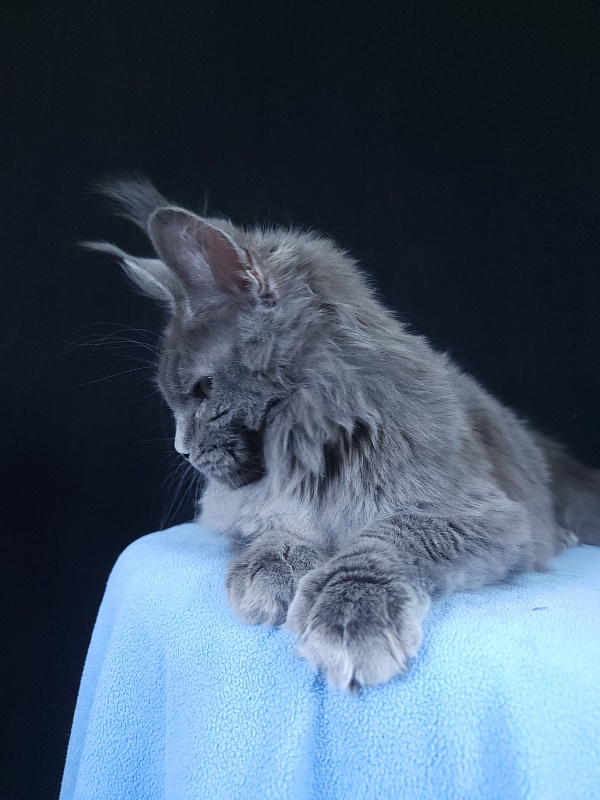 Glen¹s Akbars - Kitten maine-coon 6 months 3.5 weeks