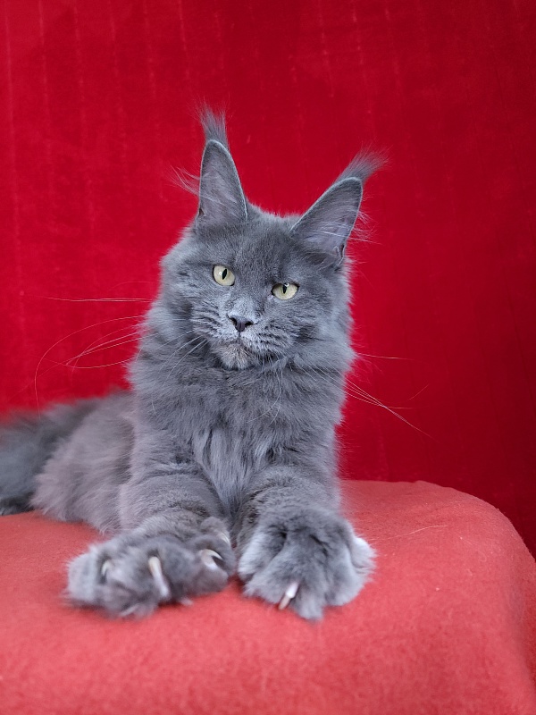 Glen¹s Akbars - Kitten maine-coon 5 months 1.5 week