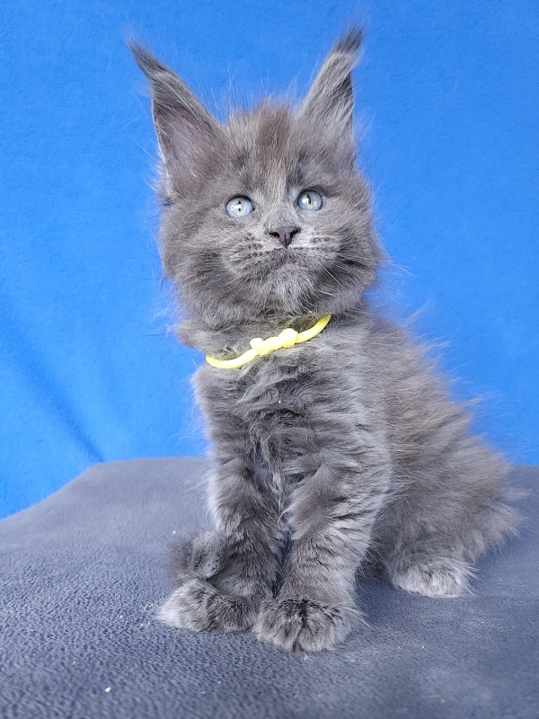 Glen¹s Akbars - Kitten maine-coon 1 month