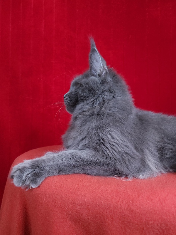 Glen¹s Akbars - Kitten maine-coon 5 months 1.5 week