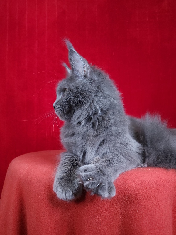 Glen¹s Akbars - Kitten maine-coon 5 months 1.5 week