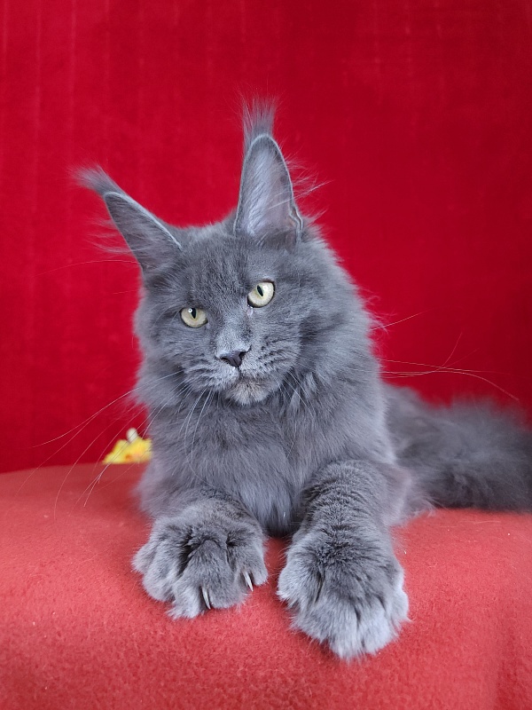 Glen¹s Akbars - Kitten maine-coon 5 months 1.5 week