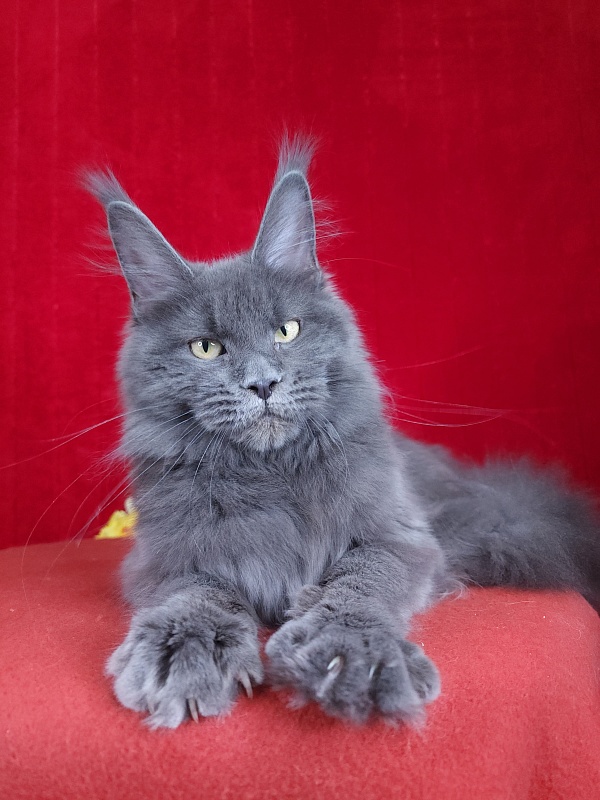 Glen¹s Akbars - Kitten maine-coon 5 months 1.5 week