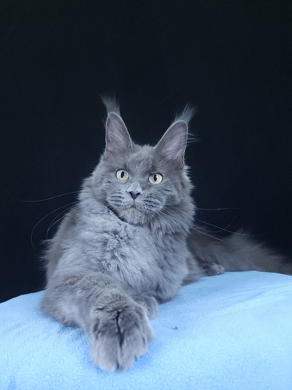 Glen¹s Akbars - Kitten maine-coon 6 months 3.5 weeks