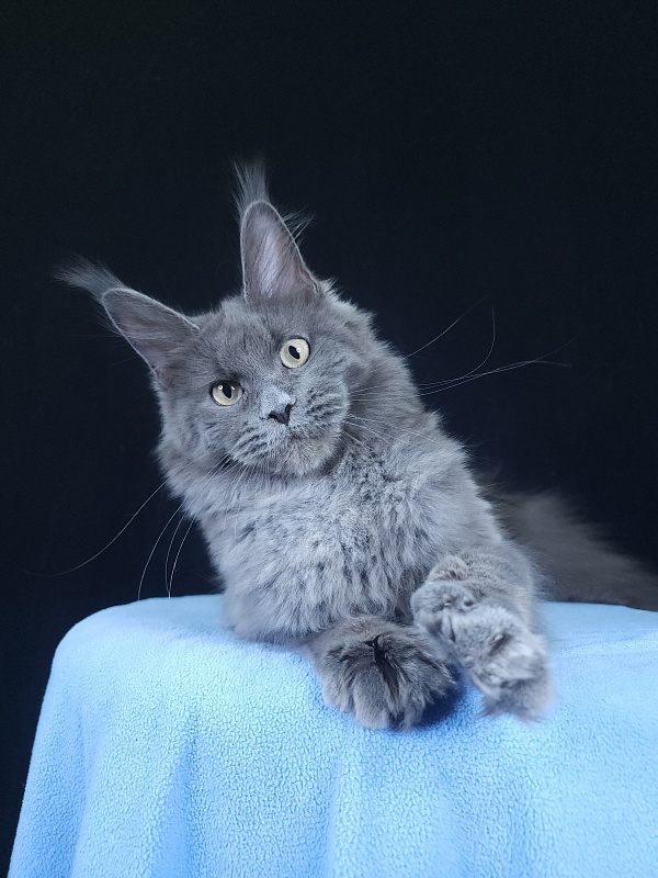 Glen¹s Akbars - Kitten maine-coon 6 months 3.5 weeks