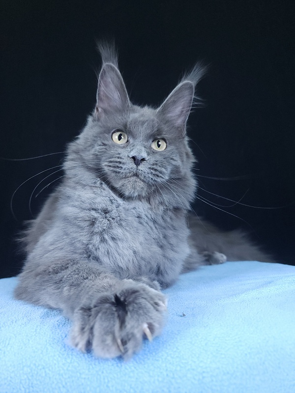 Glen¹s Akbars - Kitten maine-coon 6 months 3.5 weeks