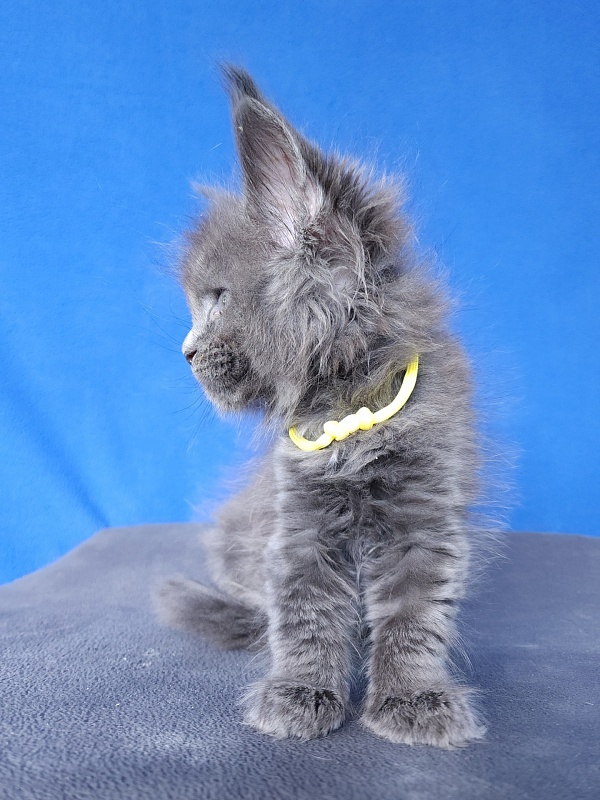 Glen¹s Akbars - Kitten maine-coon 1 month