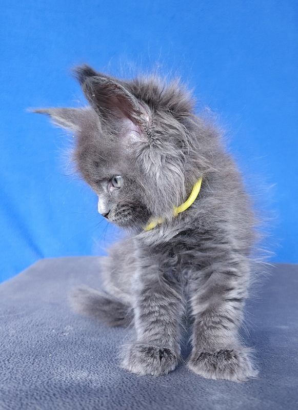Glen¹s Akbars - Kitten maine-coon 1 month