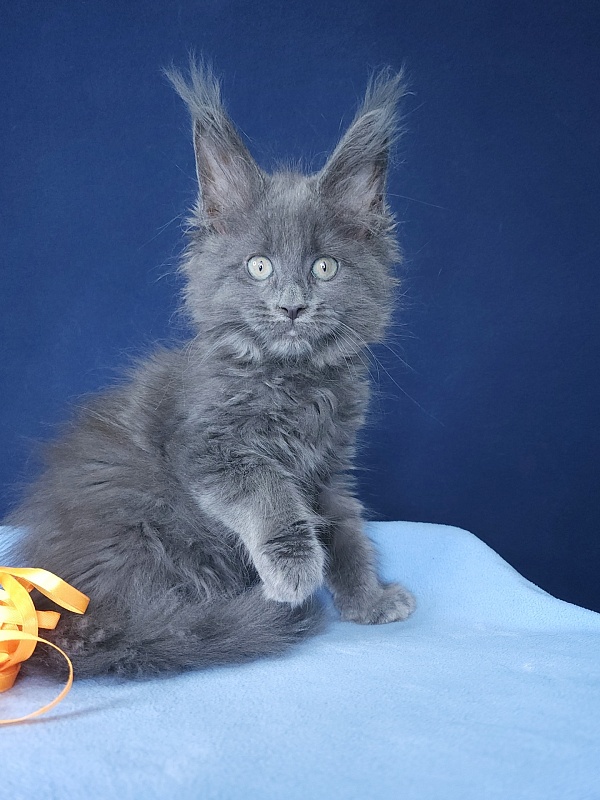 Glen¹s Akbars - Kitten maine-coon 1 month 3 weeks