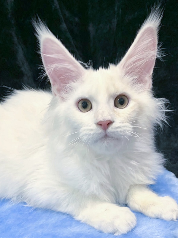 Five Stars Grand Infiniti - Kitten maine-coon 4 months