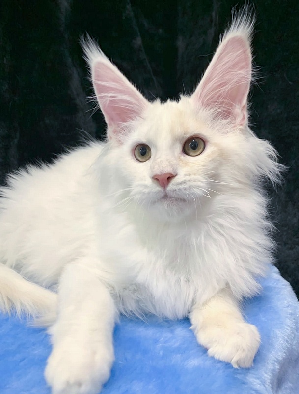 Five Stars Grand Infiniti - Kitten maine-coon 4 months