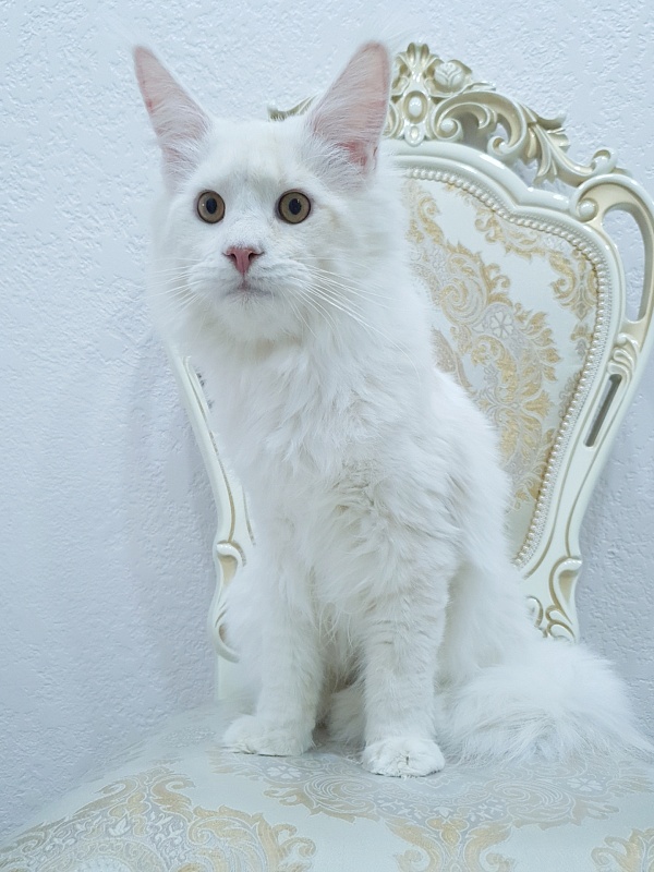 Five Stars Grand Infiniti - Junior maine-coon 8 months