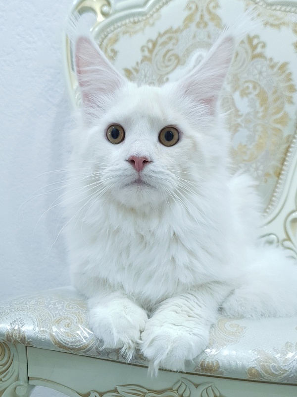 Five Stars Grand Infiniti - Junior maine-coon 8 months