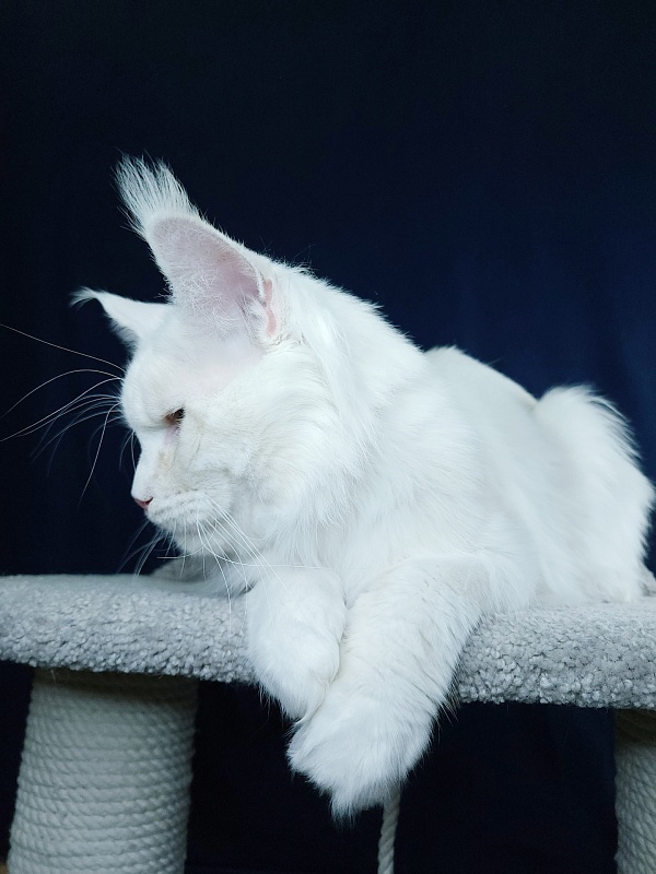 Five Stars Grand Infiniti - Adult maine-coon 1 year 3 months