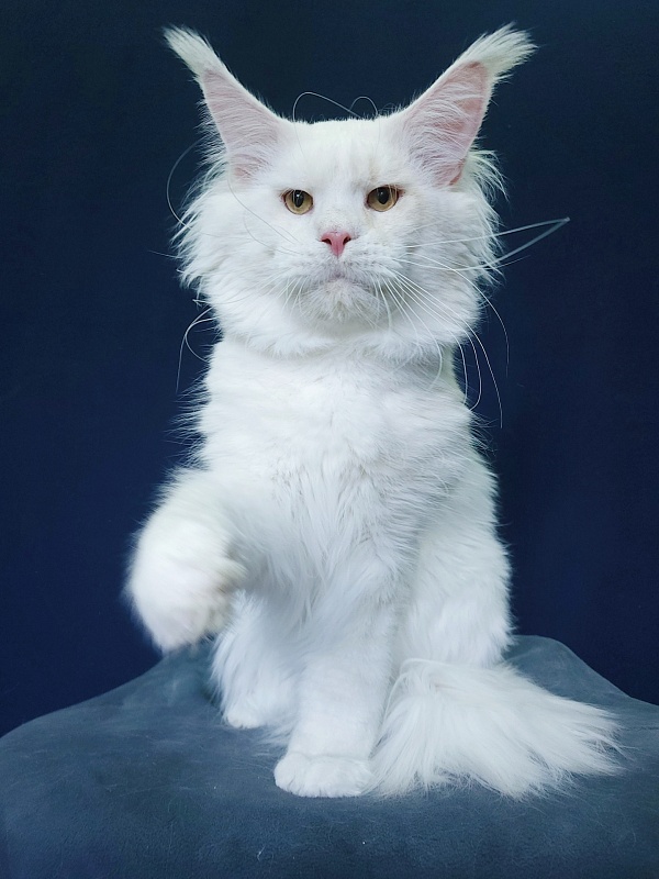 Five Stars Grand Infiniti - Adult maine-coon 1 year 3 months