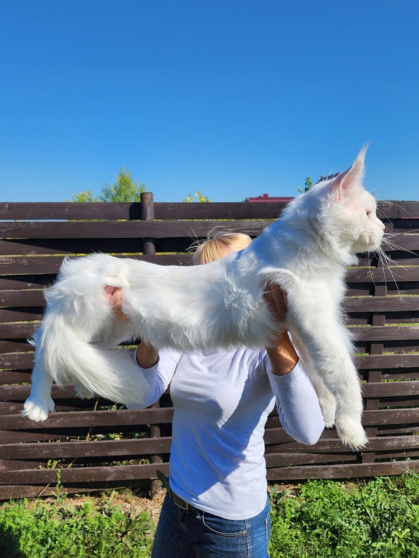 Five Stars Grand Infiniti - Adult maine-coon 1 year 8 months