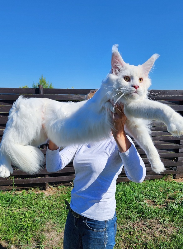 Five Stars Grand Infiniti - Adult maine-coon 1 year 8 months