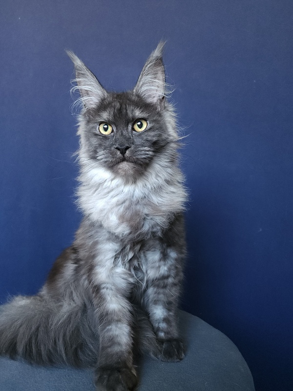 Zabava Akbars - Kitten maine-coon 5 months 3.5 weeks