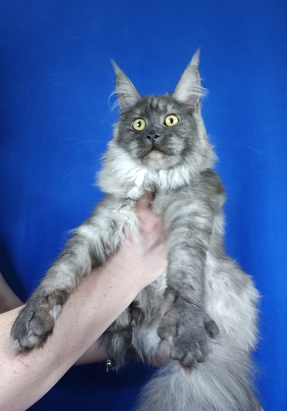 Zabava Akbars - Kitten maine-coon 6 months 0.5 weeks