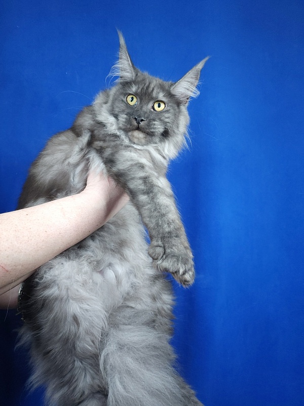 Zabava Akbars - Kitten maine-coon 6 months 0.5 weeks