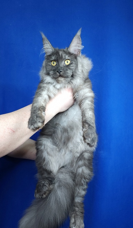 Zabava Akbars - Kitten maine-coon 6 months 0.5 weeks