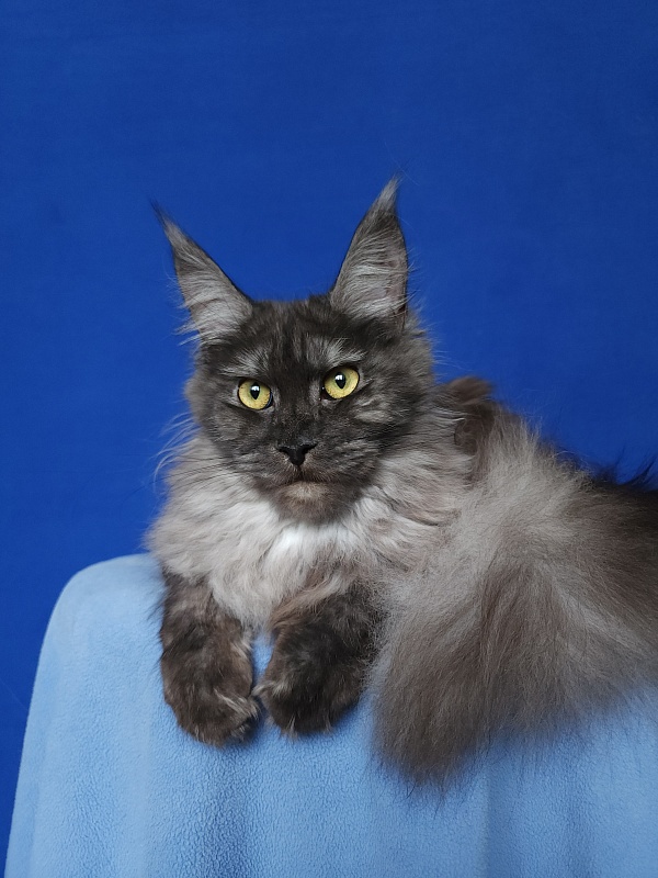 Zabava Akbars - Junior maine-coon 9.5 months
