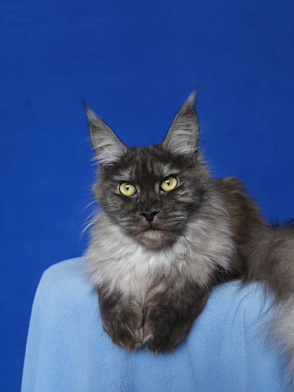 Zabava Akbars - Junior maine-coon 9.5 months