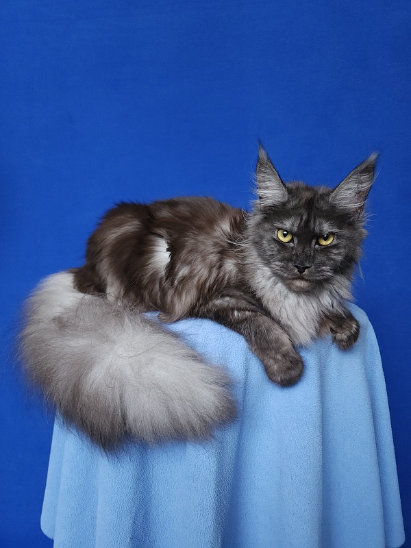 Zabava Akbars - Junior maine-coon 9.5 months