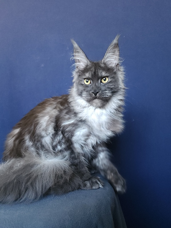 Zabava Akbars - Kitten maine-coon 5 months 3.5 weeks