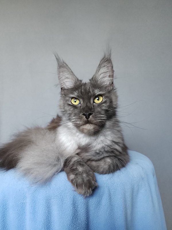 Zabava Akbars - Adult maine-coon 11 months 1 week