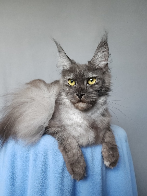 Zabava Akbars - Adult maine-coon 11 months 1 week