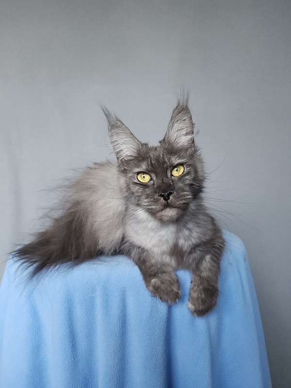 Zabava Akbars - Adult maine-coon 11 months 1 week