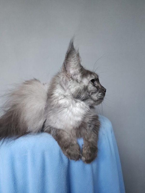 Zabava Akbars - Adult maine-coon 11 months 1 week