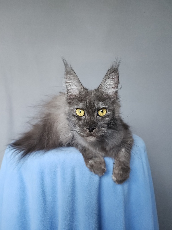 Zabava Akbars - Adult maine-coon 11 months 1 week
