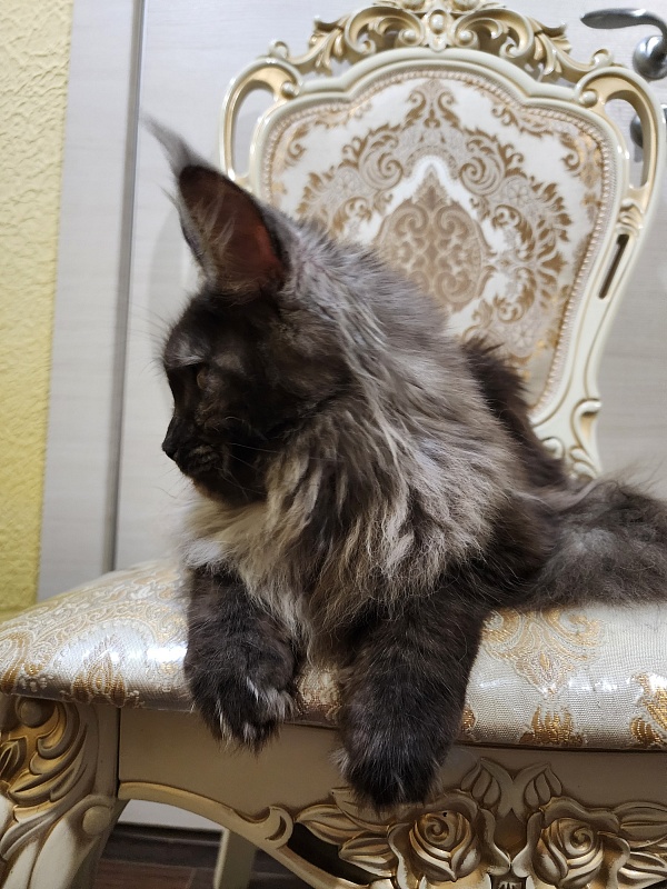 Zabava Akbars - Adult maine-coon 1 year 10 months 1.5 week