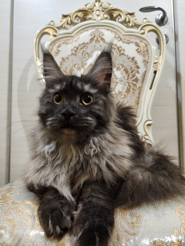 Zabava Akbars - Adult maine-coon 1 year 10 months 1.5 week