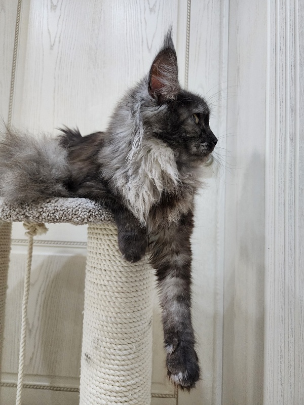 Zabava Akbars - Adult maine-coon 1 year 10 months 1.5 week