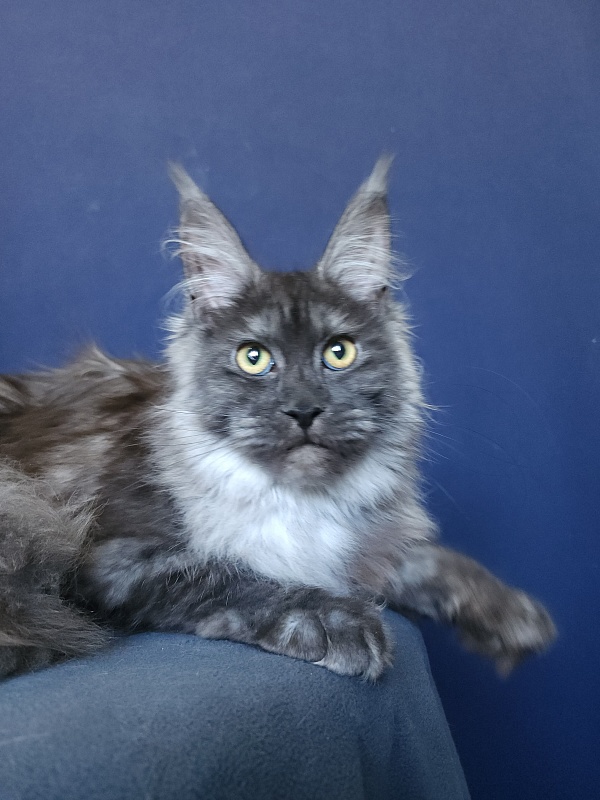Zabava Akbars - Kitten maine-coon 5 months 3.5 weeks