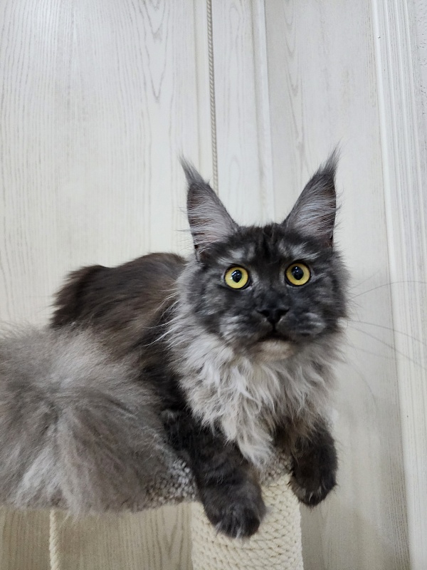 Zabava Akbars - Adult maine-coon 1 year 10 months 1.5 week