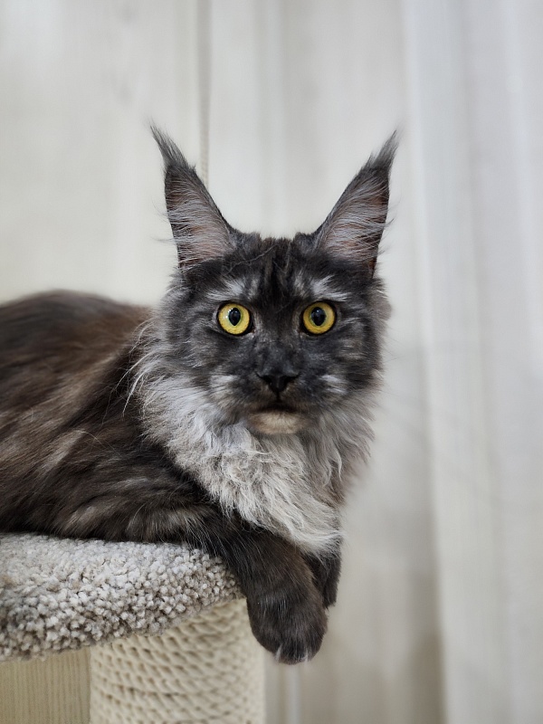 Zabava Akbars - Adult maine-coon 1 year 10 months 1.5 week