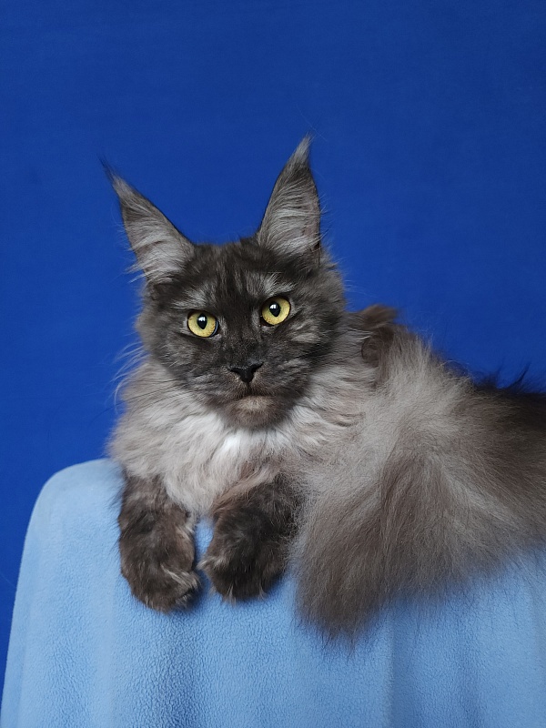 Zabava Akbars - Adult maine-coon 1 year 10 months 1.5 week