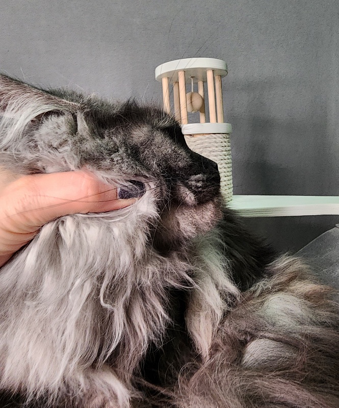 Zabava Akbars - Adult maine-coon 1 year 10 months 1.5 week